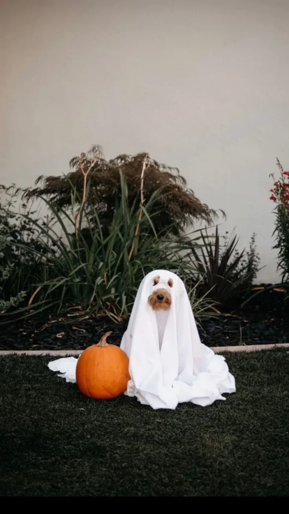 Chic 15+ Dog Halloween Costumes With Owner to Twin In